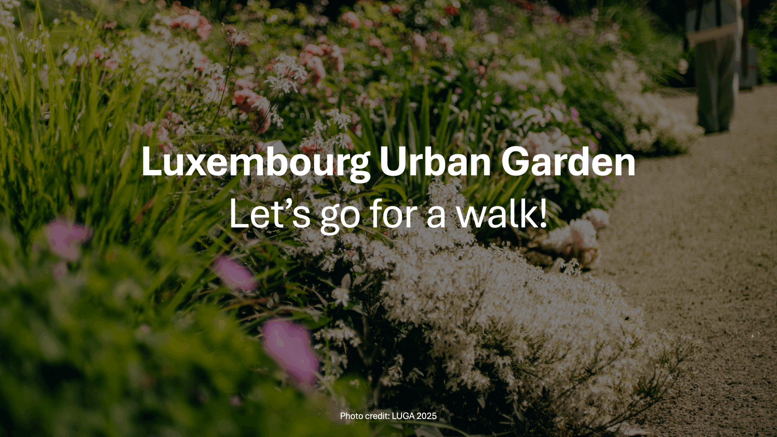 LUGA: Let’s go for a walk!